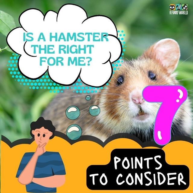 Hamster world sales